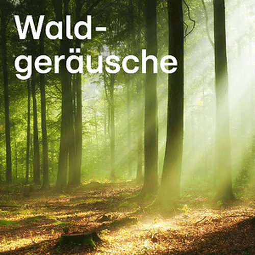 104.6 RTL - Waldgeräusche